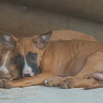 Chiens errants : l’échec des euthanasies de masse selon l’Organisation mondiale de la santé