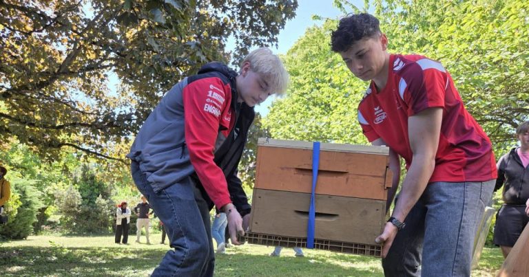 Installation d&rsquo;une ruche au lycée Koeberlé à Sélestat pour la renaturation des abeilles.
