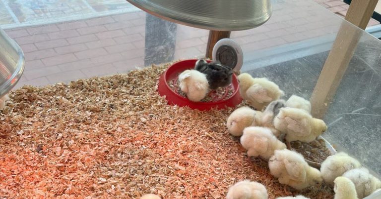 Vente de poussins de races anciennes au centre de Béchanne à Saint-Étienne-du-Bois, Ain
