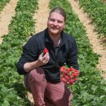 La saison de la fraise en Alsace débute avec la libre cueillette dans les exploitations locales.