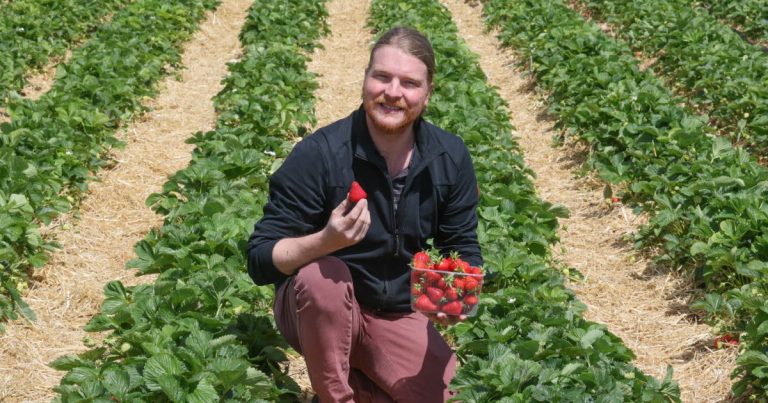 La saison de la fraise en Alsace débute avec la libre cueillette dans les exploitations locales.