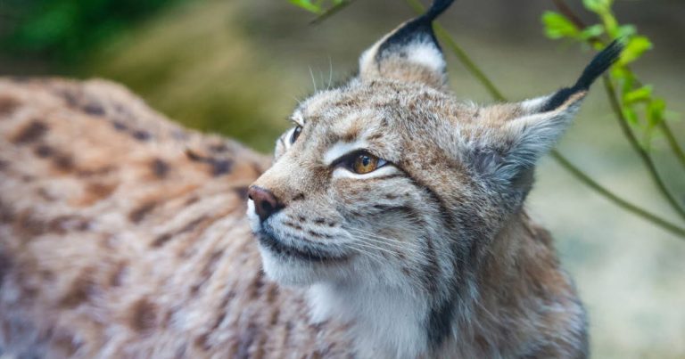 Bas-Rhin : une femme condamnée à 30 000 euros pour avoir tué un lynx dans son poulailler.