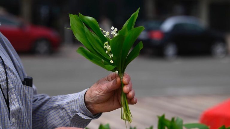 Vrai ou Faux : Trois idées reçues sur le muguet du 1er mai