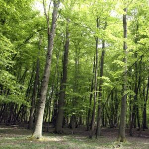 L’Ademe recense depuis 2025 ses publications sur la forêt, la biomasse et les produits biosourcés