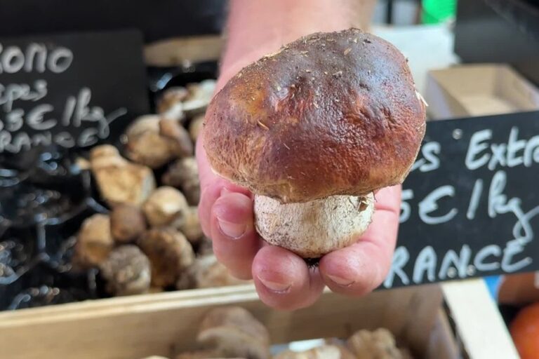 Sécheresse en Gironde : les cèpes se raréfient et leur prix augmente sur les marchés