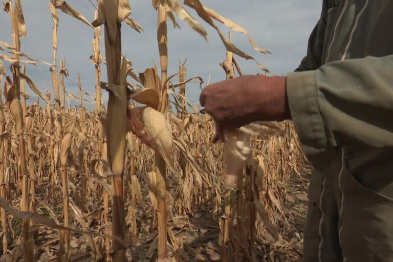 Sécheresse en Drôme et Ardèche : les pluies accusent un déficit de plus de 90 %