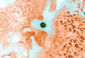 Explosion des cas de dengue : vigilance accrue face à une maladie en expansion en France et dans le monde