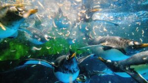 En Antarctique, la pêche industrielle du krill menace baleines et manchots affamés de nourriture vitales