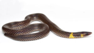 Trois espèces de petits serpents de Malaisie filmées en train de faire la roue en laboratoire