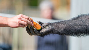 Des traces virales expliquent les différences de développement cérébral entre humains et chimpanzés