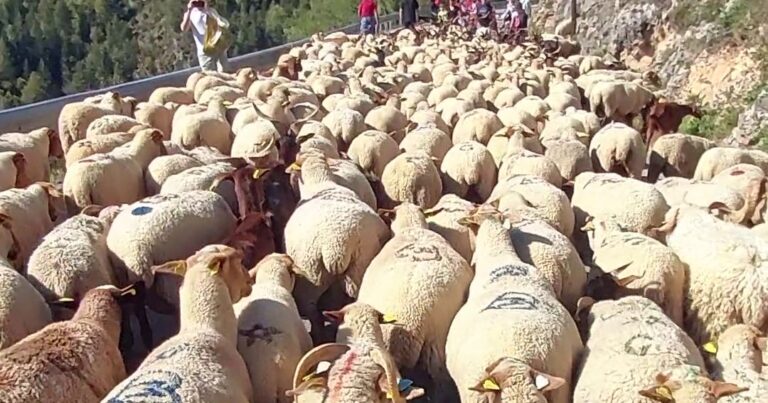 Transhumance à Roubion et foire rurale à Puget-Théniers : deux sorties au grand air