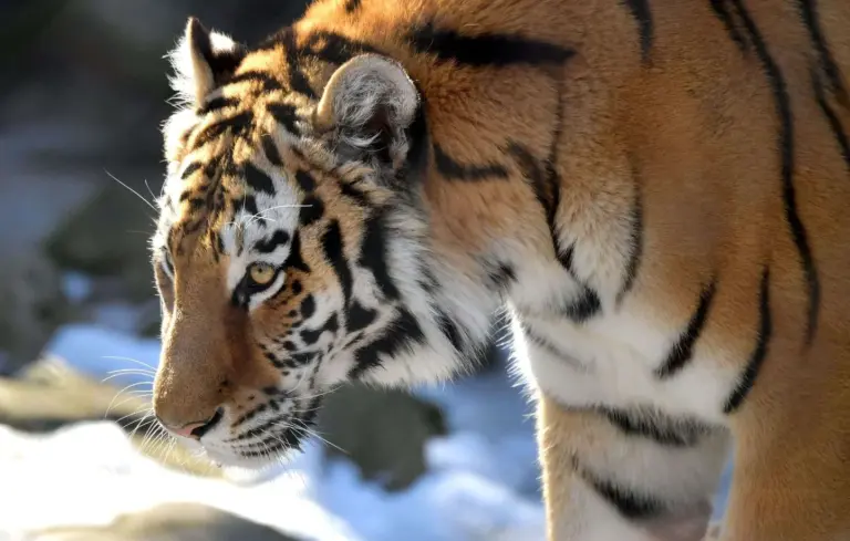 En Angleterre, un homme meurt après une attaque de tigre dans un parc animalier