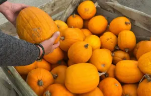 Pénurie de courges à Saint-Julien-de-Concelles : pertes jusqu&rsquo;à 90 % à l&rsquo;approche d&rsquo;Halloween