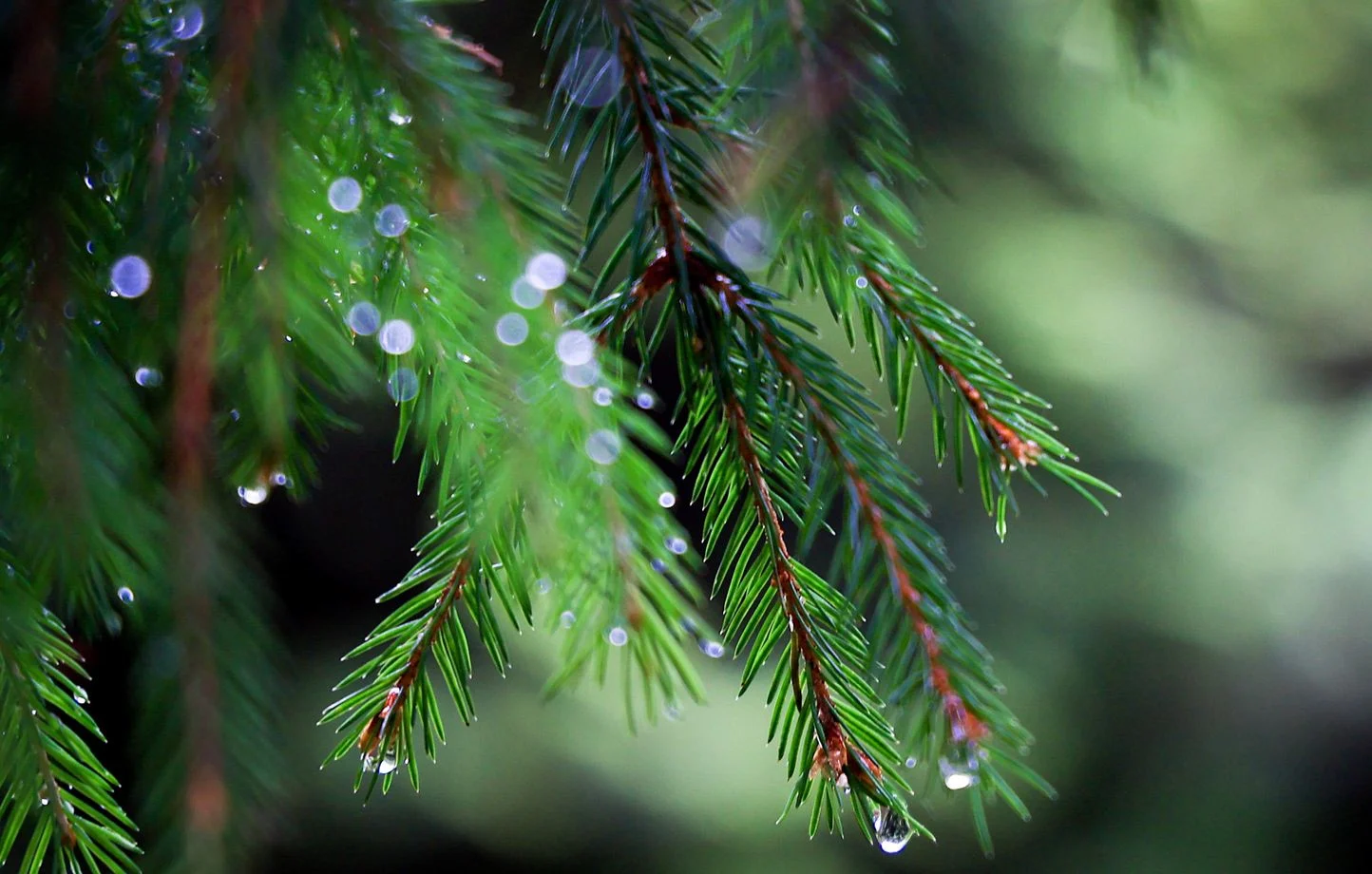 Après des semaines de sécheresse, les pluies reviennent en France et révèlent l’odeur du pétrichor