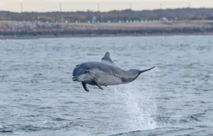 Nantes : L&rsquo;Ifremer teste des caméras sur les dauphins pour réduire les captures accidentelles en Atlantique