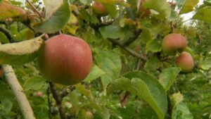À Brunehaut, sécheresse et fortes chaleurs réduisent la récolte de pommes de 30 à 40 %
