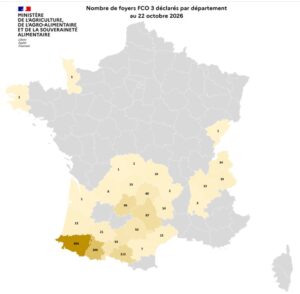 Vaccination des ovins contre la fièvre catarrhale : enjeux et mesures en France