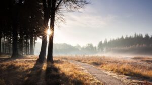 Brouillard et fraîcheur persistants en Belgique ce vendredi, des temps calmes attendus.