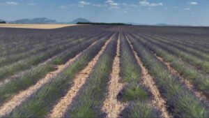 À Sault et Valensole, la lavande révèle ses usages, des champs aux desserts