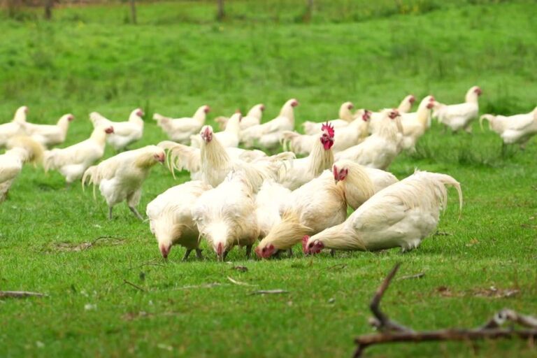 Dans le Jura, la sécheresse après les fortes chaleurs pèse sur les élevages de poulets de Bresse