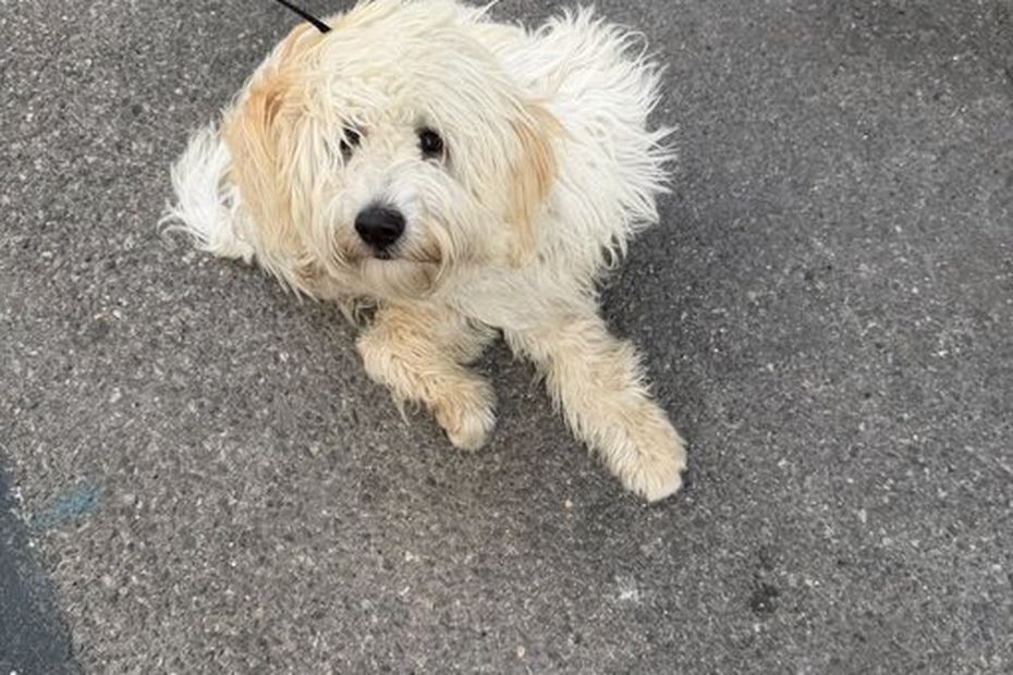 À Marseille, un bichon secouru après trois jours sans eau ni nourriture sur un balcon