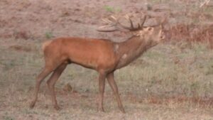 En Loir-et-Cher, les visiteurs découvrent le brame du cerf au domaine de Chambord
