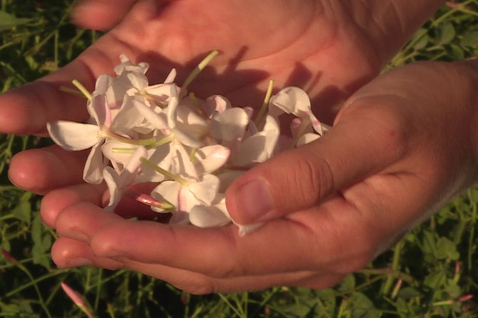 À Grasse, chaleur et sécheresse fragilisent les fleurs à parfum et pourraient en altérer les arômes