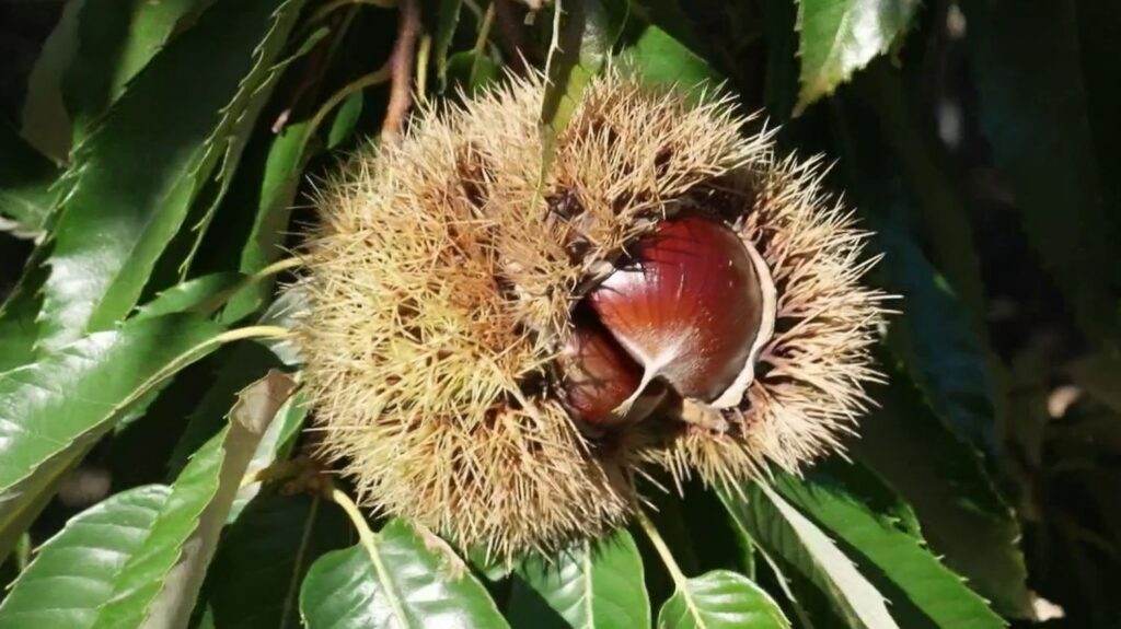 En Ardèche, des châtaignes plus grosses malgré une récolte peut-être moins abondante