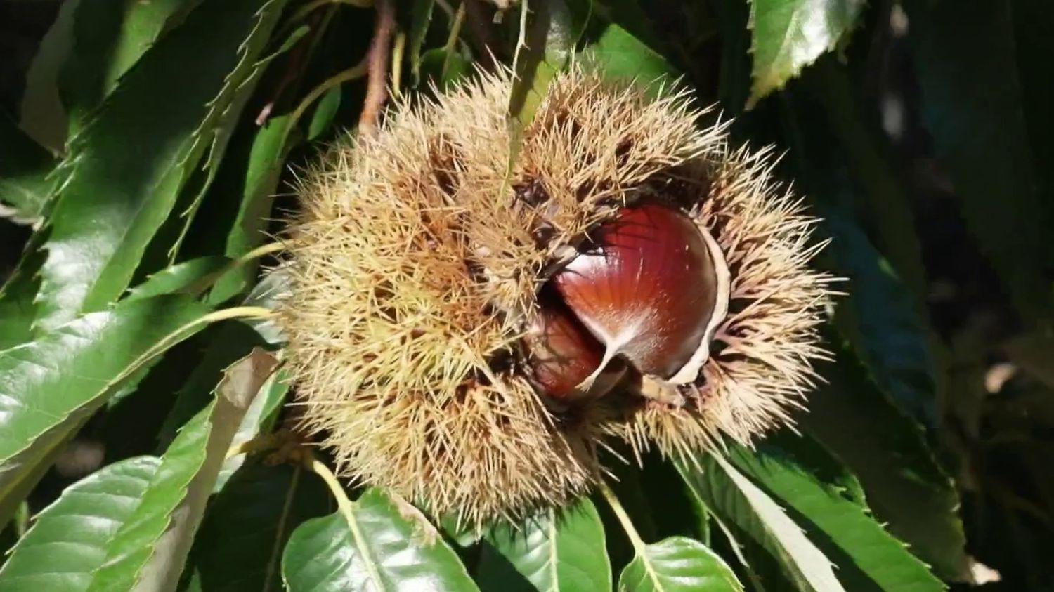 En Ardèche, des châtaignes plus grosses malgré une récolte peut-être moins abondante