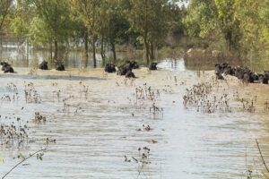 Inondations dans le Gard : éleveurs mobilisés face à la montée des eaux en Camargue