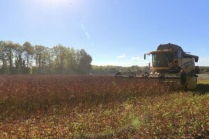Sarrasin en Bretagne : une récolte effondrée après les canicules estivales
