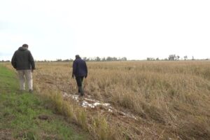 Inondations en Camargue : 30 % des cultures de riz ravagées, des fonds d&rsquo;urgence engagés.