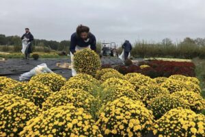 Canicule : les chrysanthèmes du Maine-et-Loire souffrent et réduisent leur croissance avant la Toussaint