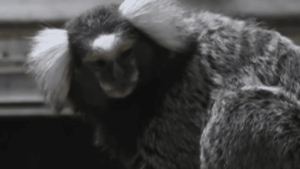 Vol de 14 singes menacés au zoo Exotic Park de Lescar, un appel à témoins lancé