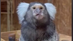 Vol de singes au zoo de Lescar : une inquiétude face à la montée du trafic d&rsquo;animaux vivants