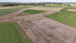 Des agriculteurs wallons laissent des épis sur pied pour soutenir la faune aviaire en hiver