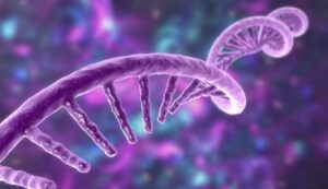 Covid-19 : un projet teste chez la souris l’ARN pour produire directement des anticorps