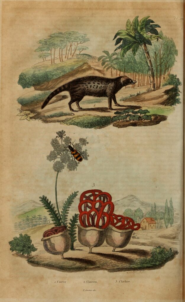 Dictionnaire pittoresque d'histoire naturelle et des phénomènes de la nature (Pl. 112) (8145628571).jpg