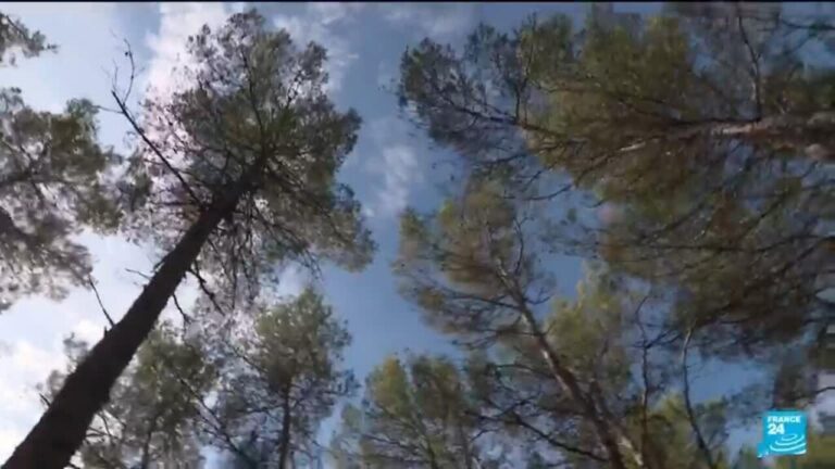 L’étude des forêts, un moyen d’anticiper les effets du changement climatique