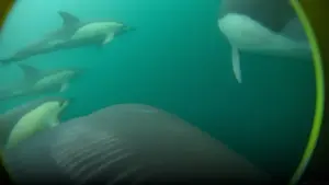 Dans le golfe de Gascogne, des caméras fixées aux dauphins pour mieux prévenir les captures accidentelles