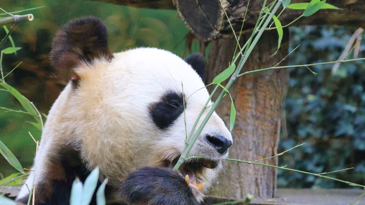 Yuandudu et Huanlili quitteront Beauval pour Chengdu le 17 décembre