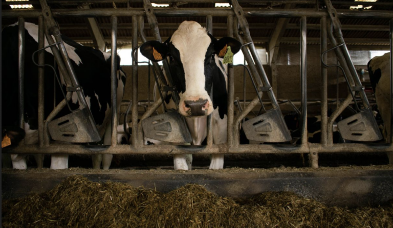 Accès à la terre et au crédit : les jeunes agriculteurs peinent à s’installer en Europe