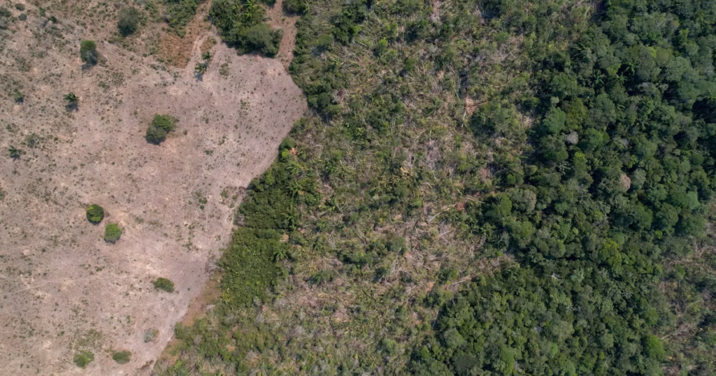 Au Brésil, les surfaces déboisées chutent de 42 % en Amazonie et de près de 24 % dans le Cerrado