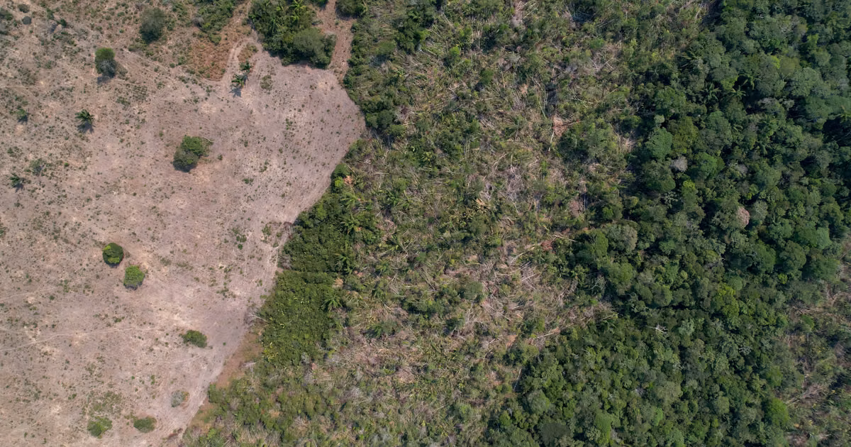 Au Brésil, les surfaces déboisées chutent de 42 % en Amazonie et de près de 24 % dans le Cerrado