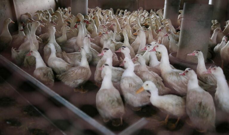 Grippe aviaire : vrai, les poules des particuliers peuvent être contaminées, même en ville
