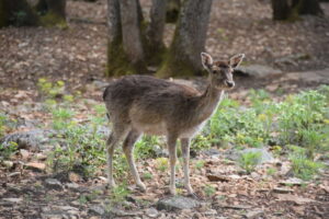 Un parasite nord-américain détecté en France : la faune de Sologne sous surveillance