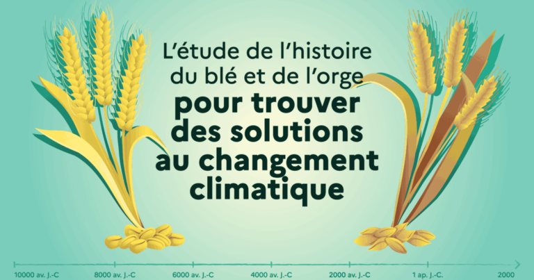 Blé et orge : les génomes anciens éclairent la sélection de variétés face au réchauffement climatique