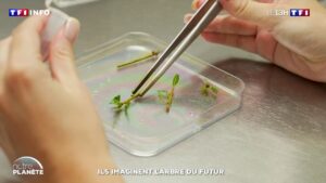 À Toulouse, des pépiniéristes multiplient des variétés d’arbres adaptées aux fortes chaleurs