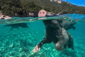 En Grèce, les cochons nageurs d’Atokos attirent les touristes sur l’île inhabitée