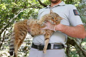 En Corse, le chat-renard est bien sauvage, mais sa sous-espèce reste à préciser